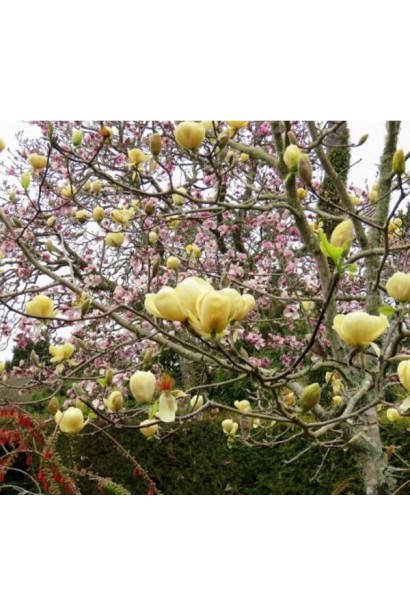 Гілка магнолії Honey Tulip із розкритими квітками у весняному саду. 